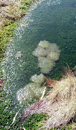 Frog Spawn